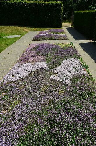 lavender flowers are growing in the middle of a sidewalk