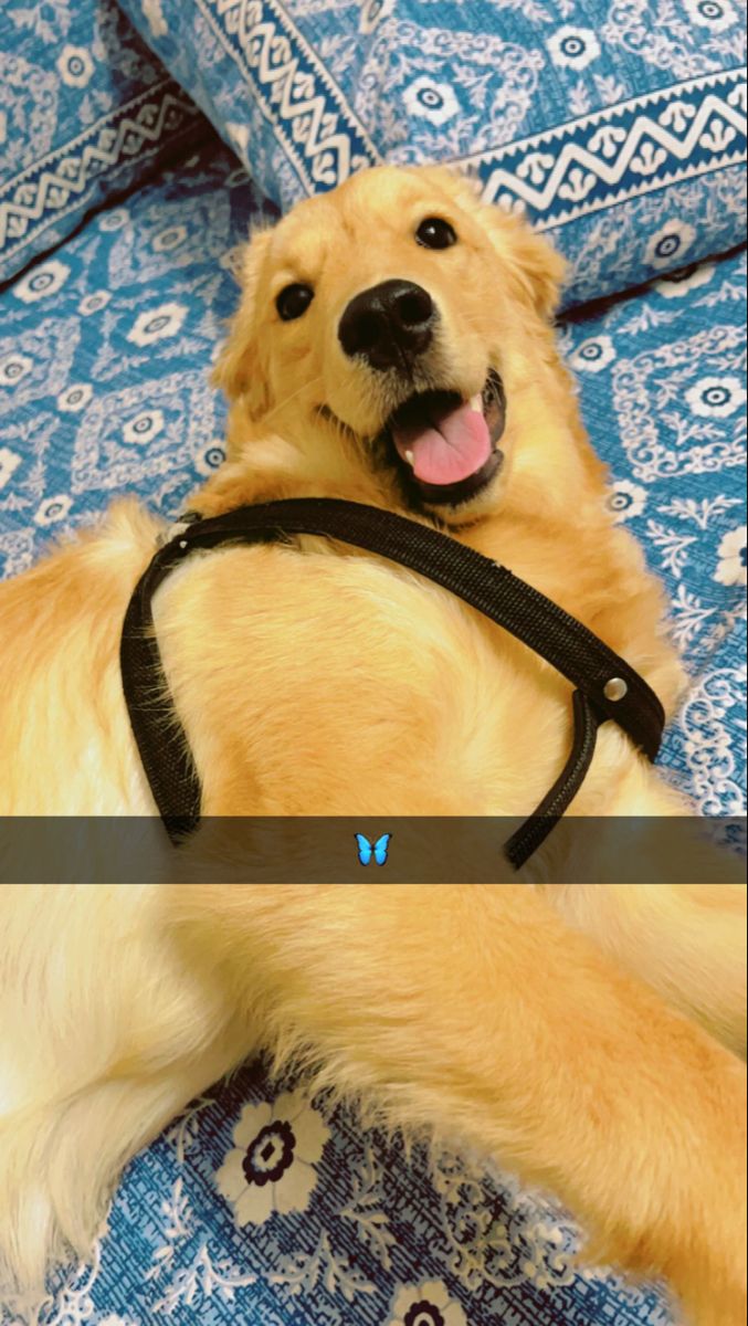 a golden retriever laying on its back with his mouth open and tongue hanging out