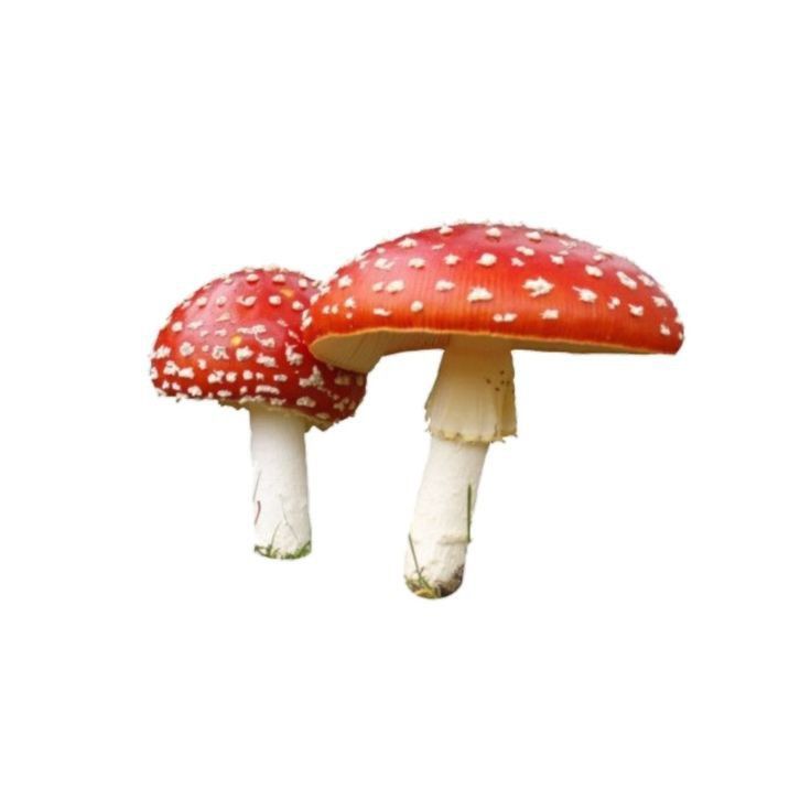 two red mushrooms with white spots on them are sitting side by side in the air