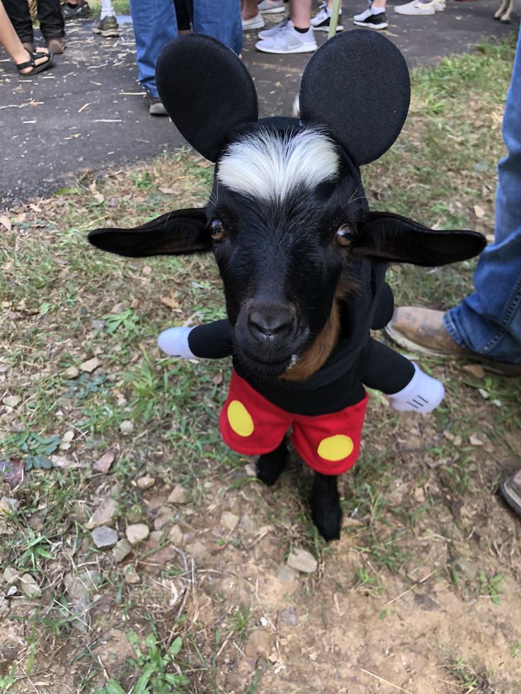 a goat dressed up as mickey mouse at an outdoor event with people in the background