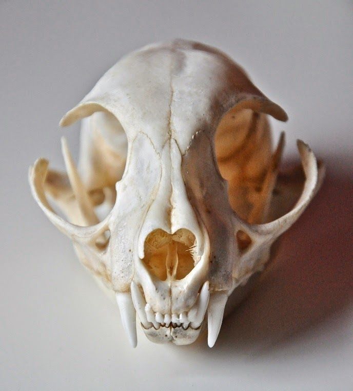 an animal skull is shown on a white surface