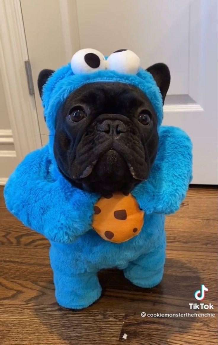 a black pug dog wearing a blue costume and holding a ball in its mouth