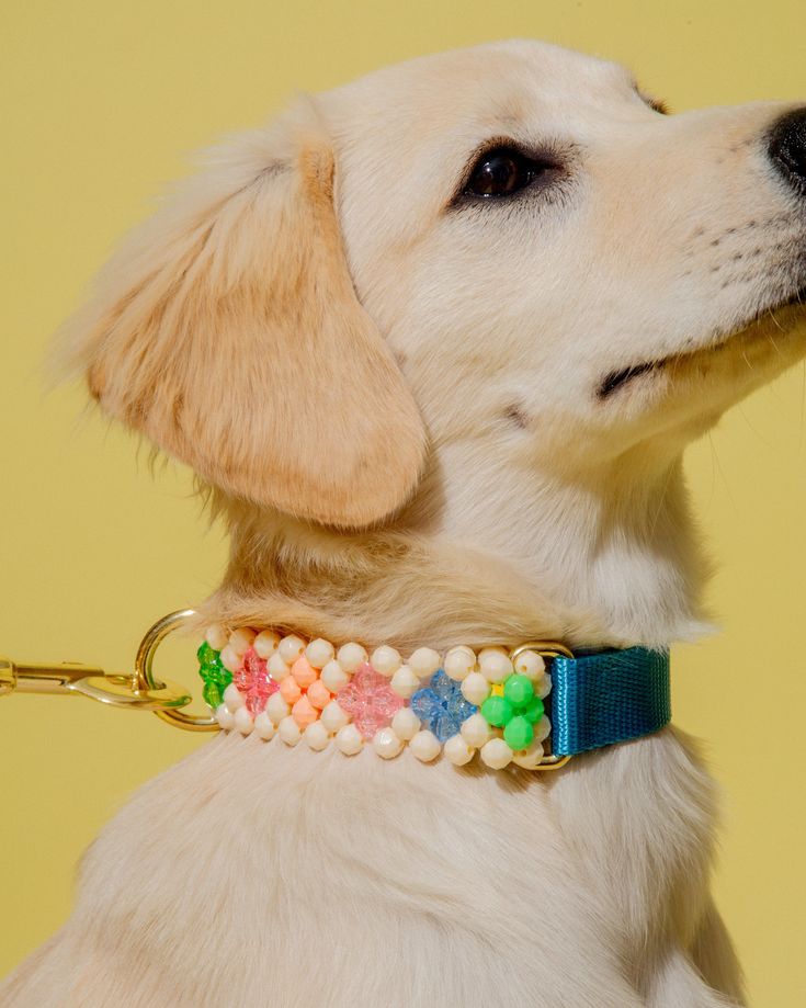 a white dog wearing a beaded collar and looking up at something yellow in the background