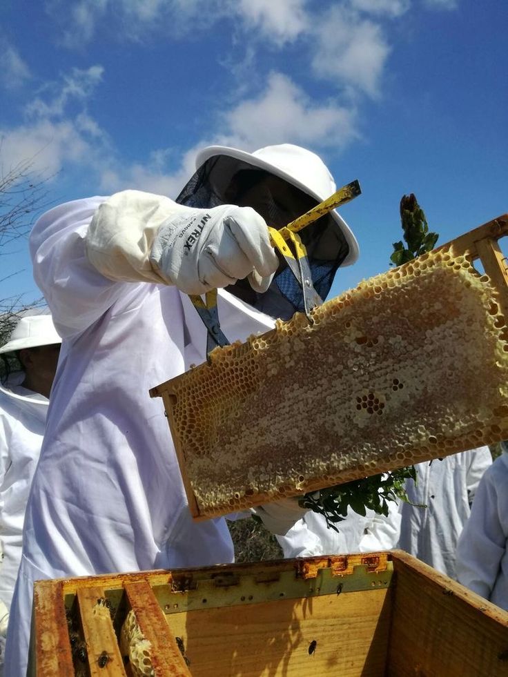 a beekeeper is inspecting the honeycombs that are being collected by his team