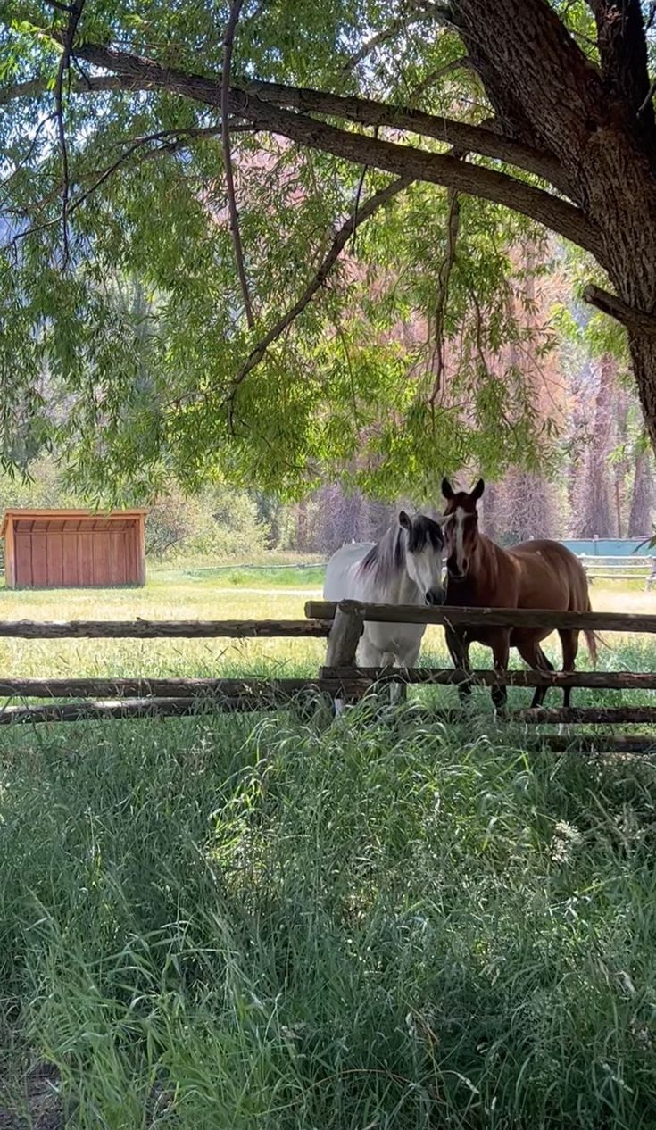 two horses standing next to each other on a lush green field under a large tree