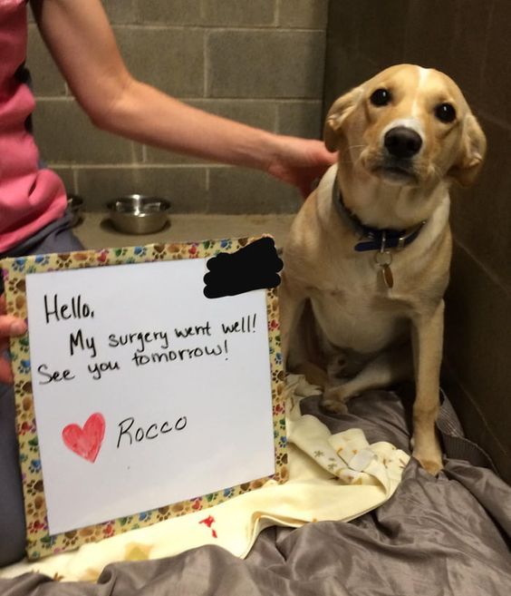 a brown dog sitting on top of a bed next to a person holding a sign