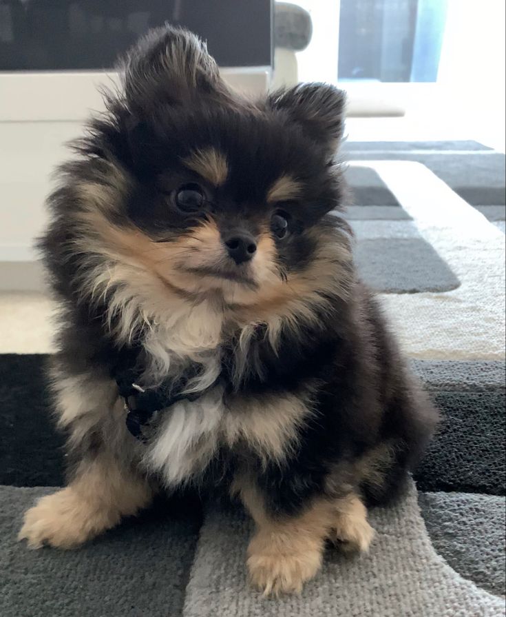 a small black and brown dog sitting on top of a rug