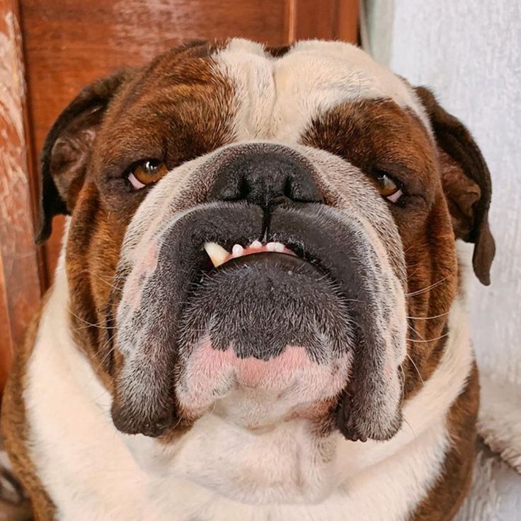 a brown and white dog sitting on top of a floor next to a wooden door