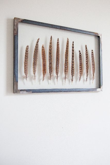 there are many feathers in a shadow box on the wall, and one is hanging upside down