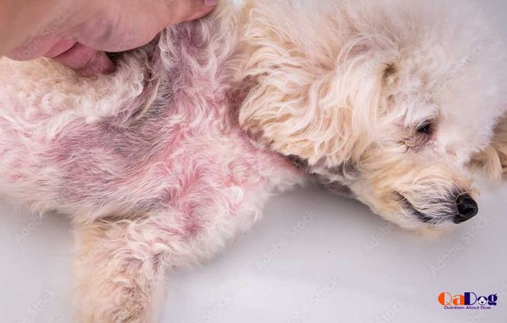 a small dog is being groomed by its owner