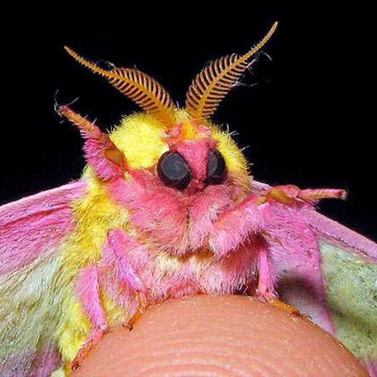 a close up of a moth on a person's face with the caption, his friend