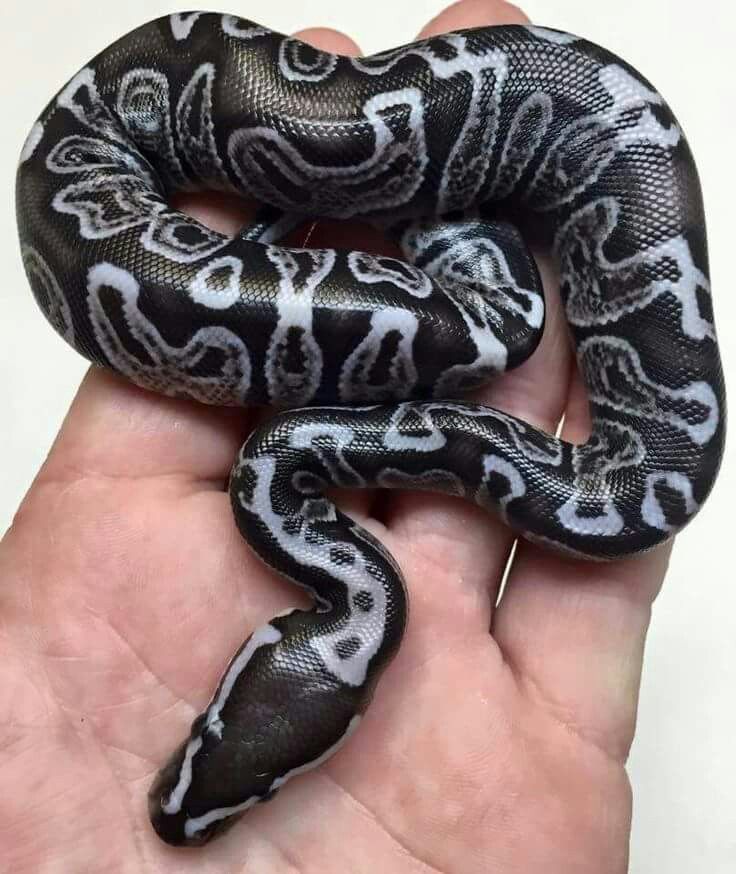 a hand holding a black and white snake