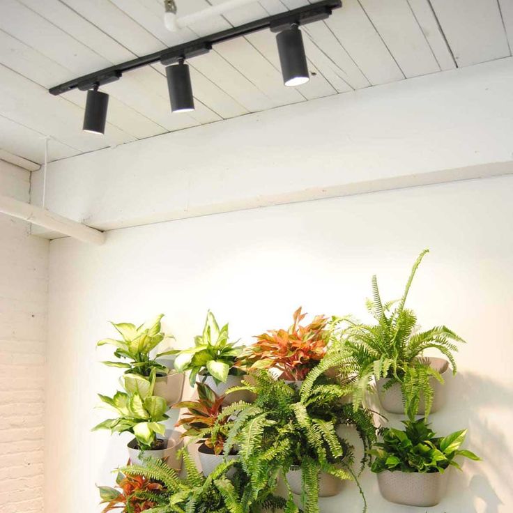 there are many potted plants on the wall