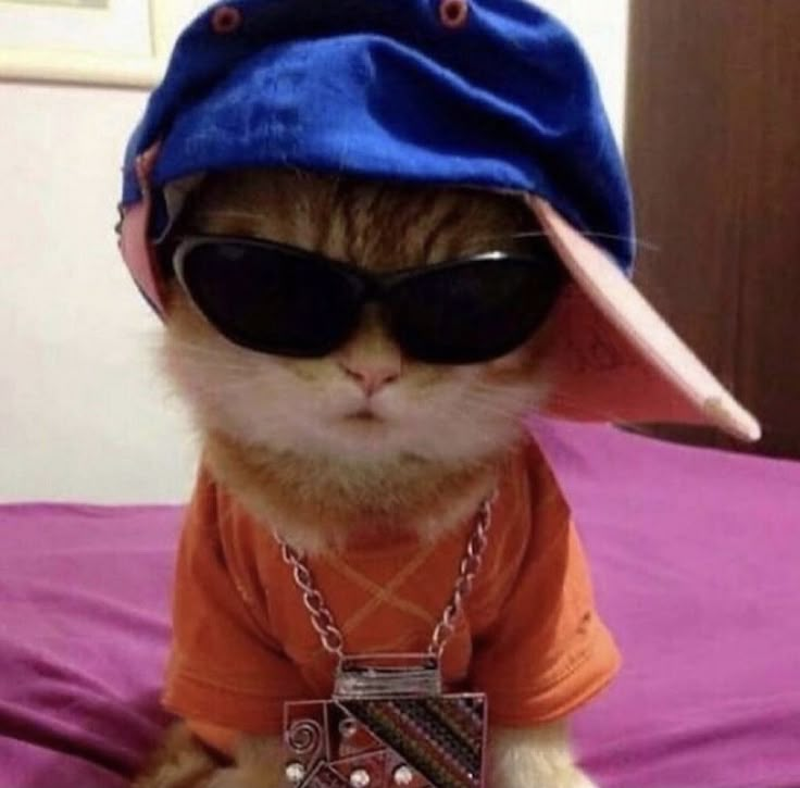 a cat wearing sunglasses and a baseball cap on top of a bed in a room