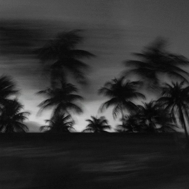 black and white photograph of palm trees in the sky at dusk with motion blurry