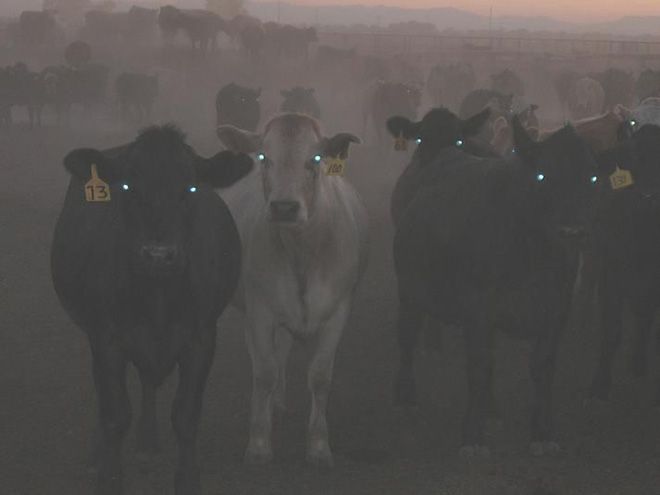 a herd of cattle standing on top of a grass covered field at dusk with fog in the air