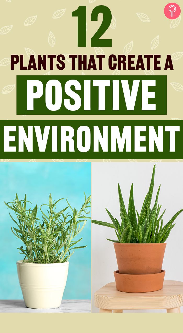 two potted plants with text overlay that reads 12 plants that create a positive environment