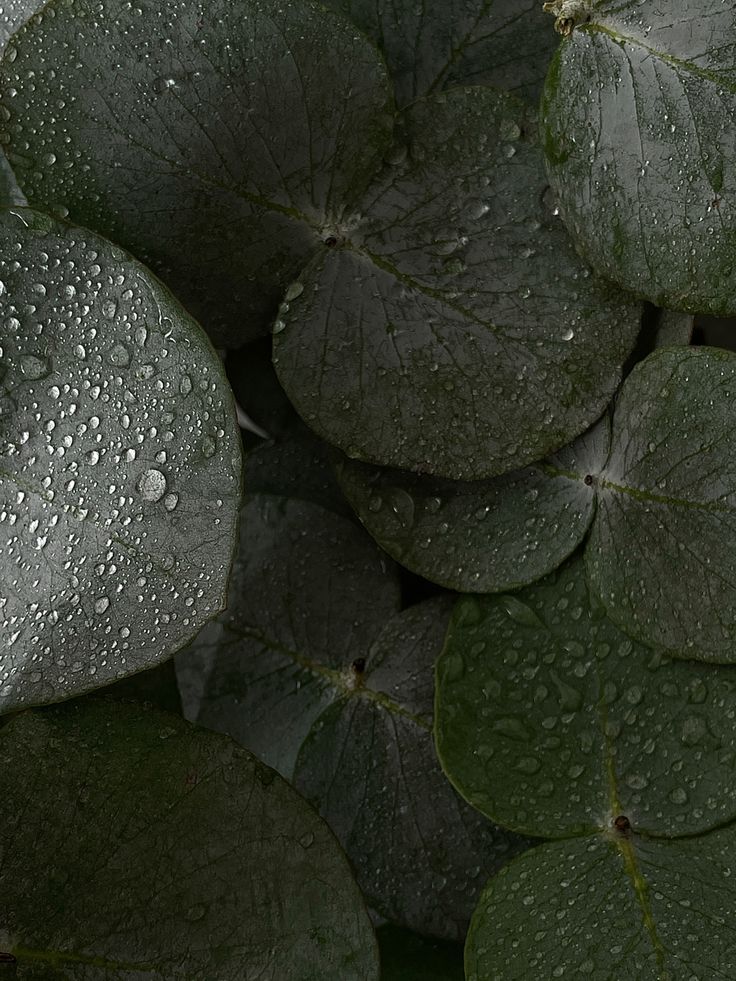 green leaves with drops of water on them