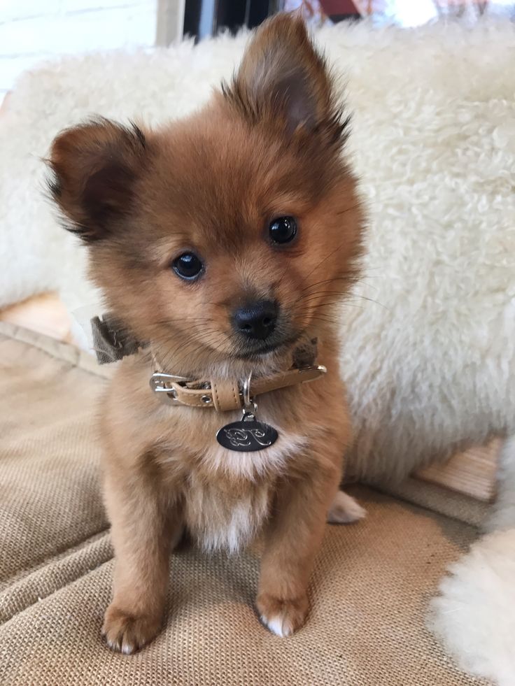 a small brown dog sitting on top of a couch