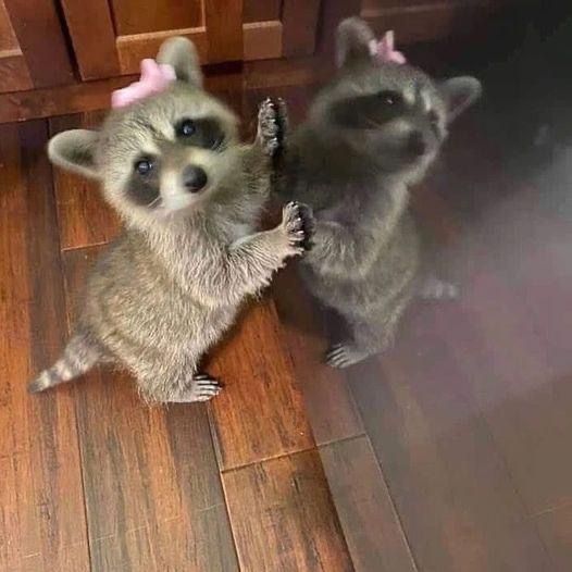 two raccoons standing next to each other on a wooden floor