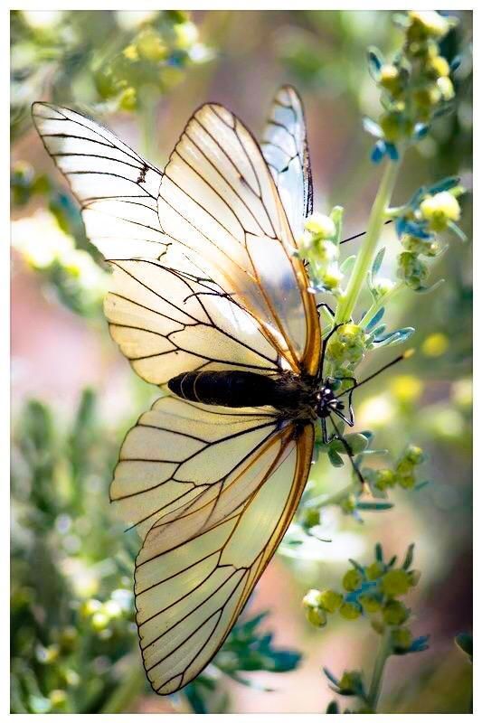 a yellow and black butterfly sitting on top of a green leafy plant with white flowers