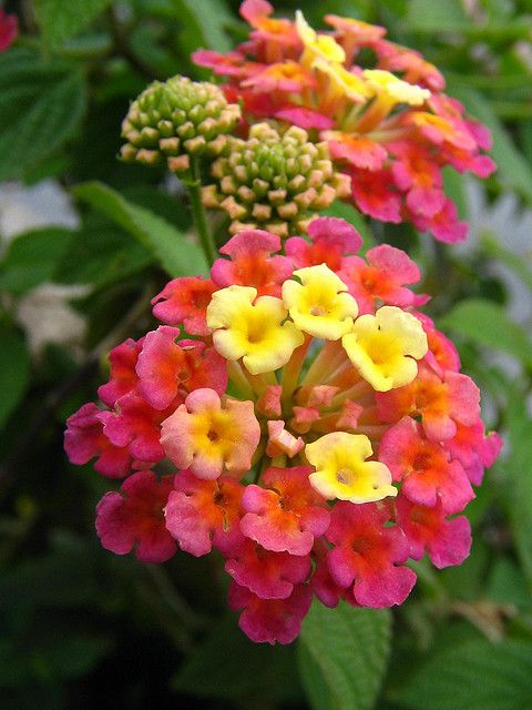 colorful flowers are blooming in the garden