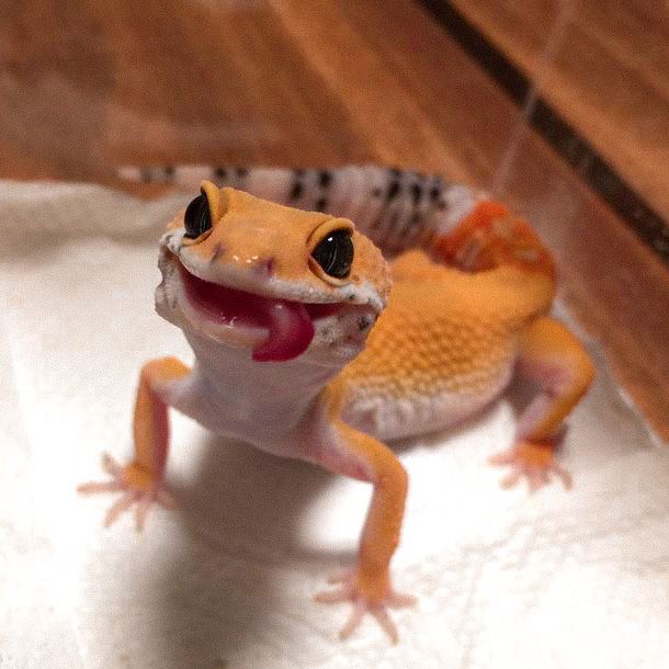 a gecko with its mouth open and tongue out sitting on a piece of paper