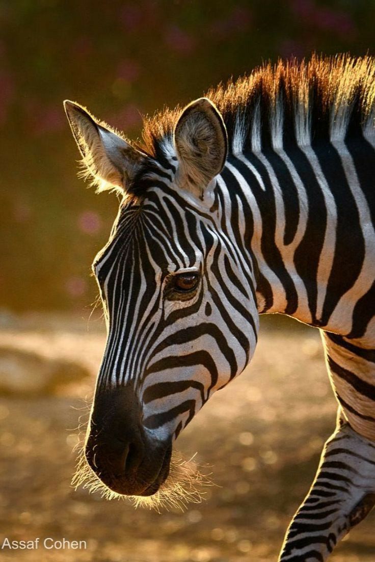 a zebra standing on top of a dirt field next to a lush green forest covered in pink flowers