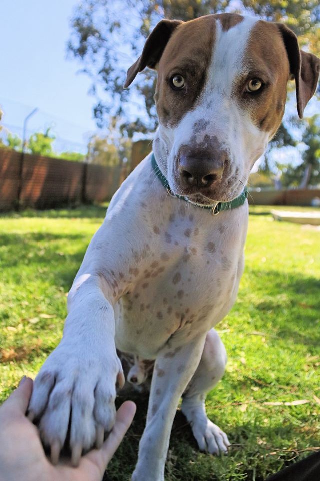 a brown and white dog sitting on top of a grass covered field next to a persons hand