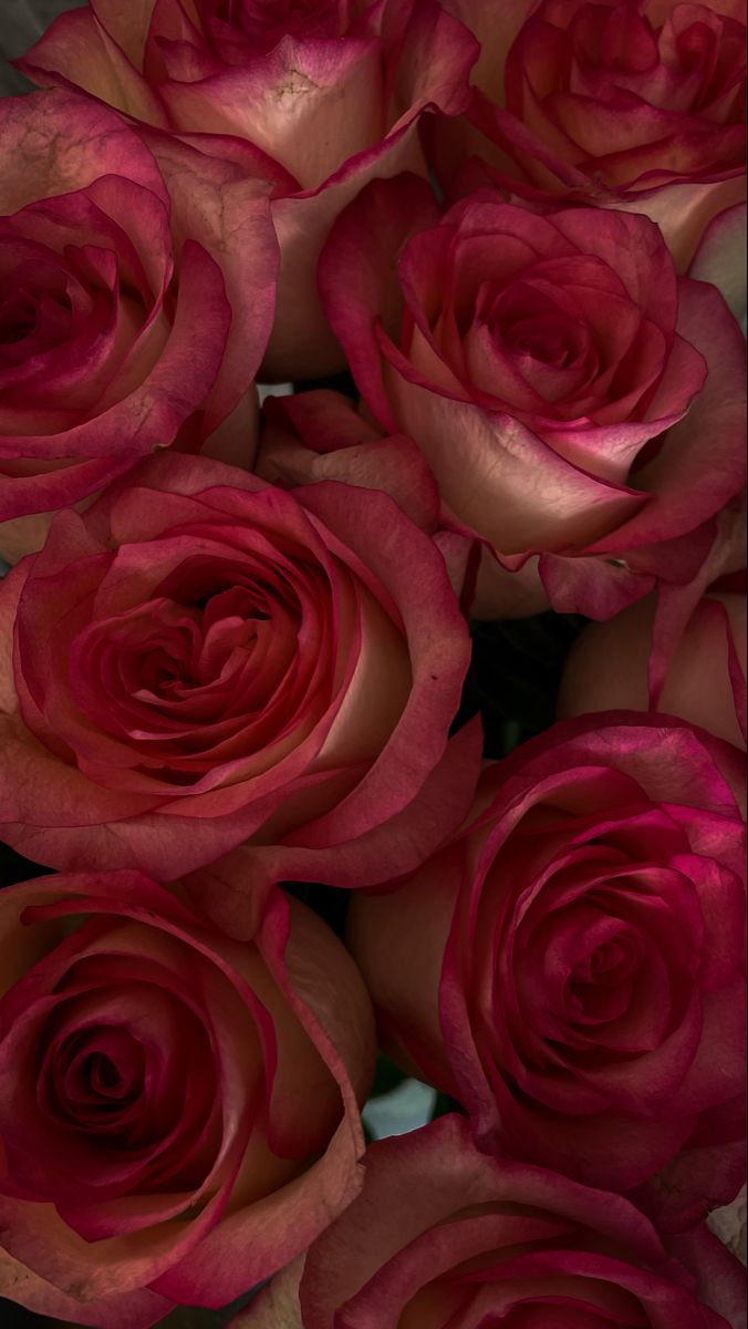 a bunch of red roses sitting on top of each other