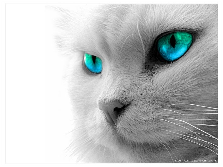 a white cat with blue eyes looking at the camera