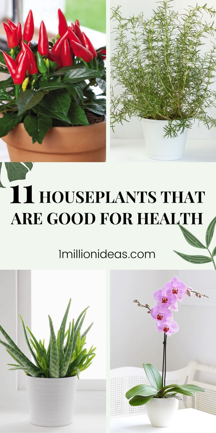 four different houseplants that are good for health