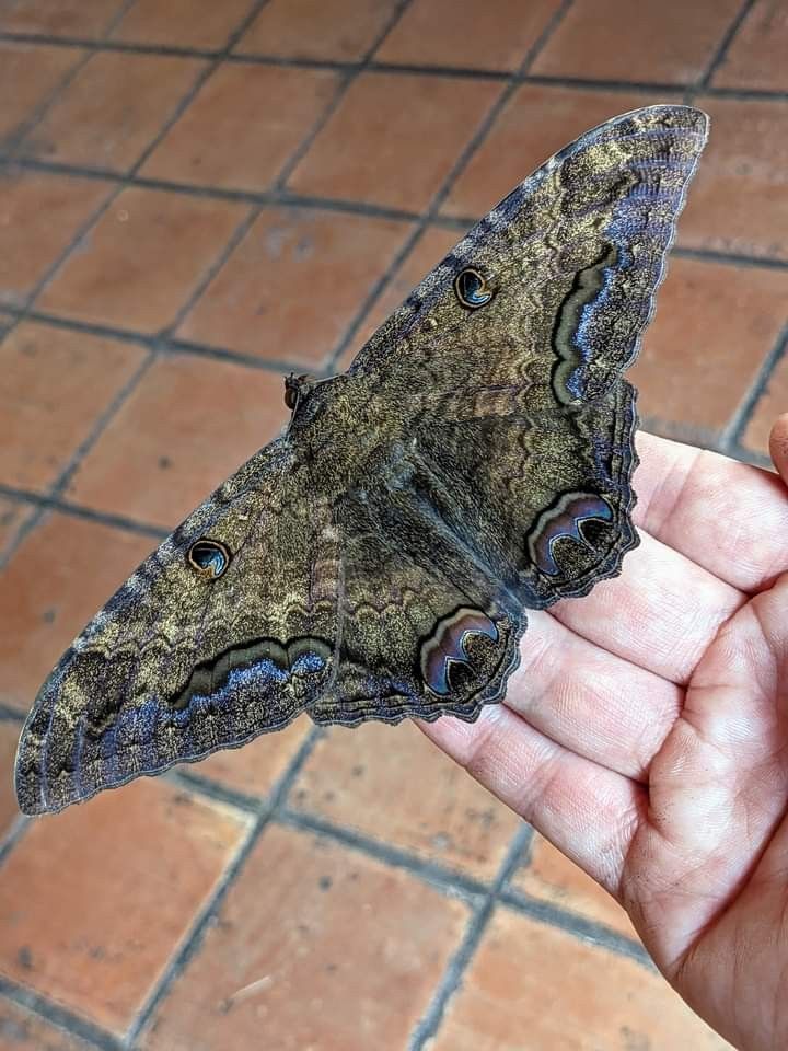 a butterfly that is sitting on someone's hand in front of a brick floor