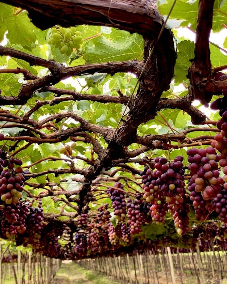 bunches of grapes hang from the branches of a tree