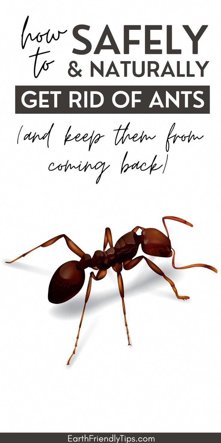 an ant with the words how to safely get rid of ants and keep them from coming back