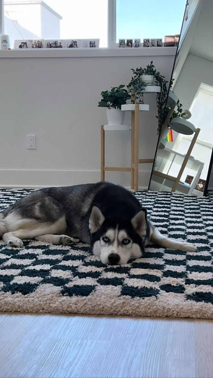 a black and white husky dog laying on top of a rug next to a mirror