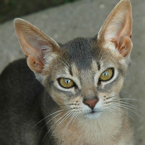 a close up of a cat looking at the camera