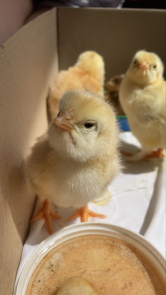 two little chicks sitting in a cardboard box next to a bowl of oatmeal