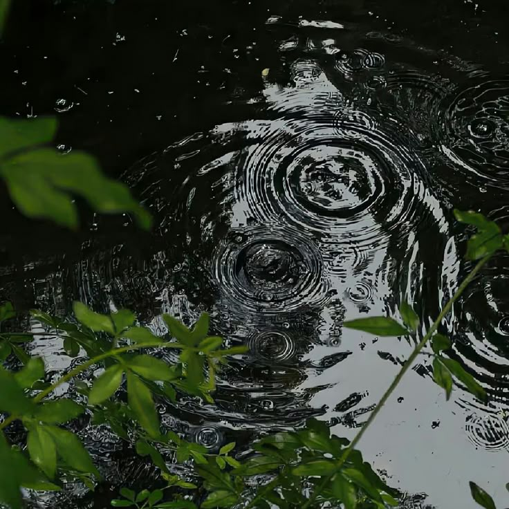 the reflection of trees in water with raindrops on it's surface and green leaves