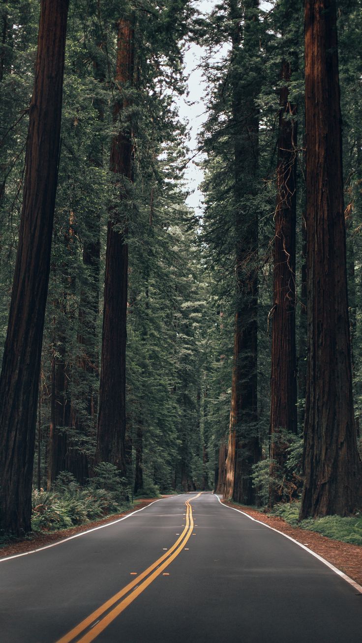 an empty road surrounded by tall trees in the forest