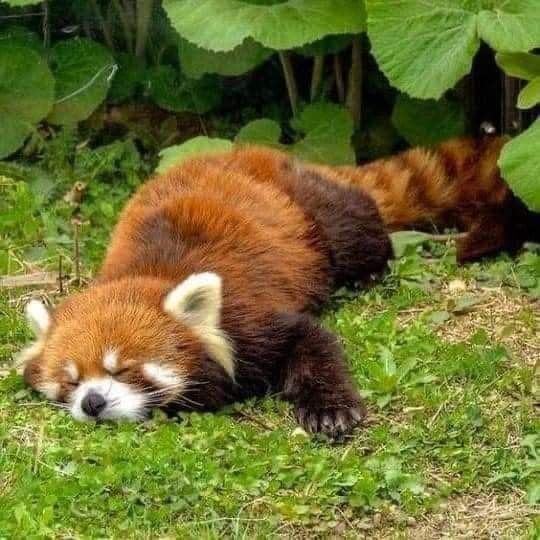 a red panda is laying on the grass