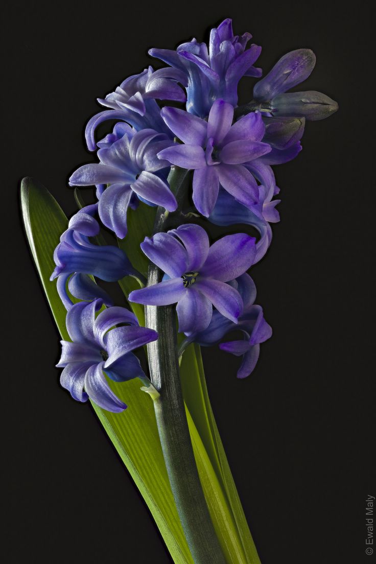 purple flowers with green stems on a black background