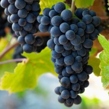 an image of grapes hanging from the vine with captioning in thai and english