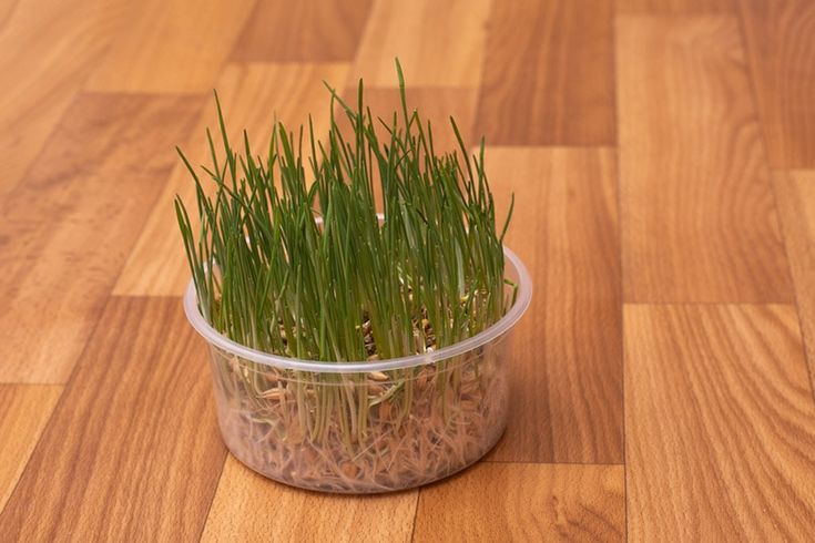 a plastic container filled with grass on top of a wooden floor stock photo - image