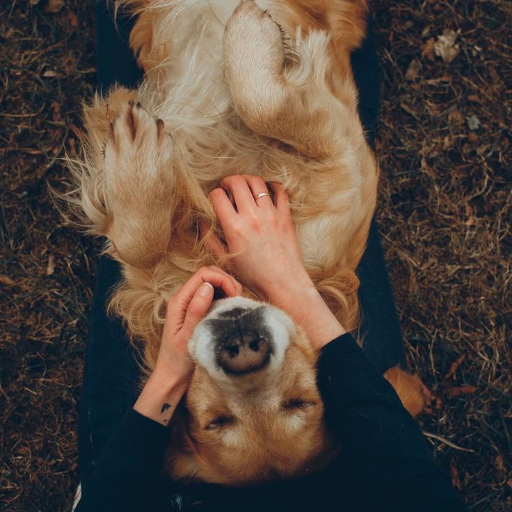 a person petting a dog laying on it's back with its paw in the air