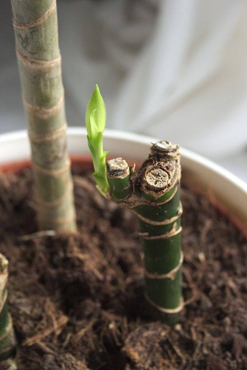 two small bamboo trees in a pot with dirt on the ground and one plant growing out of it