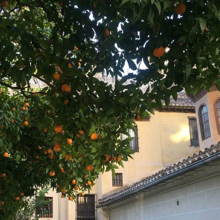 an orange tree in front of a house