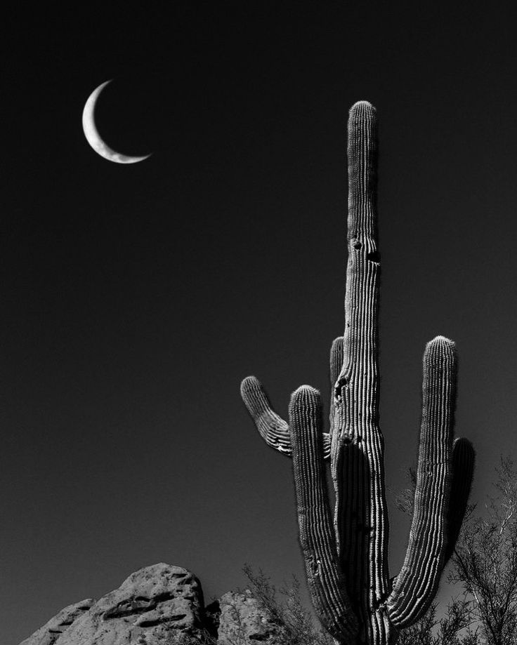 a large cactus with a half moon in the background