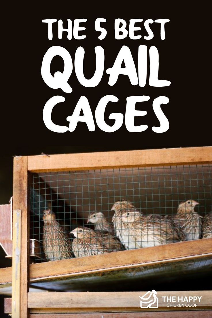 the 5 best quail cages for birds in their caged area with text overlay that reads, the 5 best quail cages