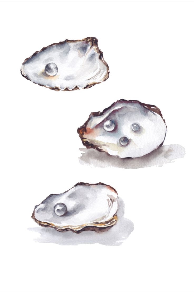 three oysters on a white background with watercolor paint and ink drawing style illustration